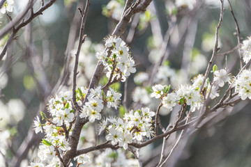 Flowers of blossom plum tree in the field