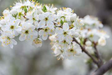 Flowers of blossom plum tree in the field