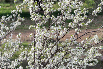 Flowers of blossom plum tree in the field