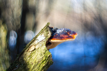 tree mushroom near