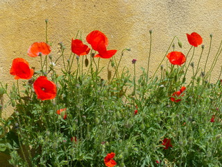 Naklejka premium Mohn