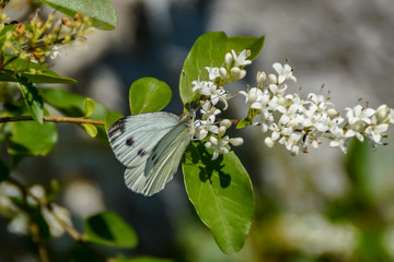 Farfalla cavolaia in primavera