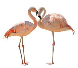 two pink flamingo birds on white