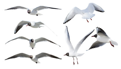 seven flying black-headed gulls on white