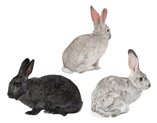 two white and one black rabbits