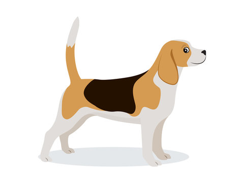Cute beagle icon, small hunting dog with white and brown fur isolated, domestic animal, vector illustration