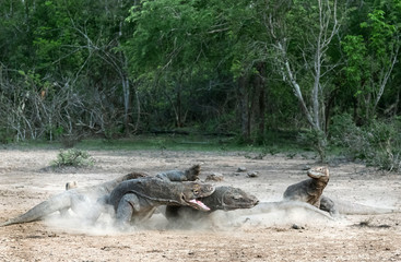 Fight of komodo dragons. The Komodo dragon, scientific name: Varanus komodoensis. Indonesia.