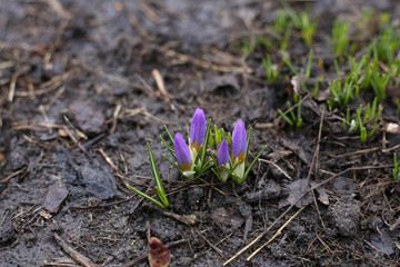 Early purple crocuses begin to bloom in the garden.
