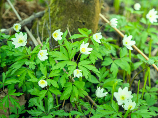 White wild forest anemones (Anemone nemorosa) blooming in a forest