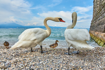 White swans stand next to a pond or lake with bokeh background