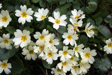 Primula, species of flowering plant in the family Primulaceae