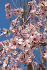 Almond blossom in spring in Bulgaria