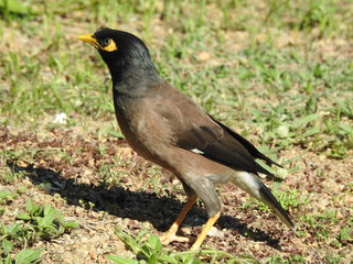 Hirtenmaina in Thailand
