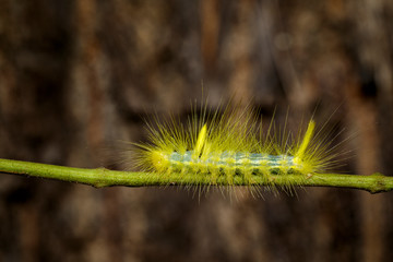 Image of Hairy caterpillar on tree branch on natural background. Insect. Worm. Animal.