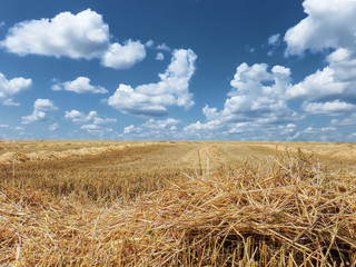 Fototapeta na wymiar stubble, remnants of stalks in a field after harvesting wheat