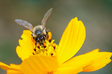 Image of bee or honeybee on yellow flower collects nectar. Golden honeybee on flower pollen. Insect. Animal