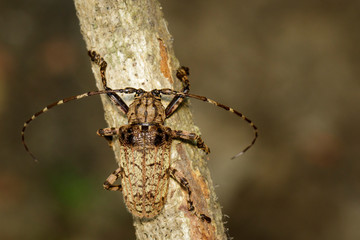 Image of Cerambycidae bug (Moechotypa suffusa) on branch on natural background. Insect. Animal.