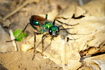Image of Jewel Wasp or Emerald cockroach wasp (Ampulex compressa) on the ground. Insect. Animal.