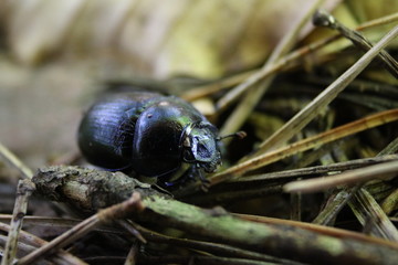 black beetle, bug, macro
