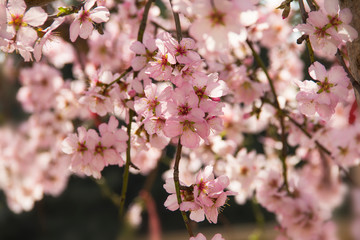 Fototapeta na wymiar Almond blossom in spring in Bulgaria