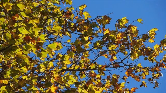 Leaves of platan tree in the wind during the Autumn season