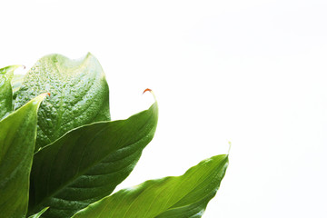 green leaves in the corner on white background
