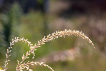 Broom on a plant of corn in nature