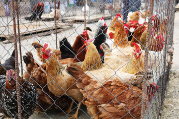 Roosters and hens in the cage for sale at the street market