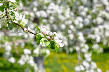 White apple tree flowers, blossoming spring fruit garden
