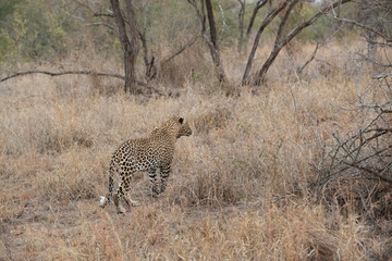 Leopard watching it's prey