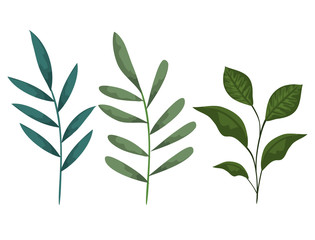 set nature branches leaves plants