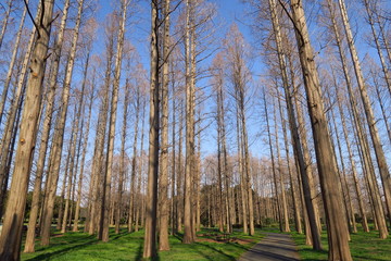 水元公園の春のメタセコイア林