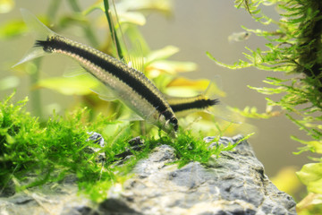 Siamese algae-eater in freshwater aquarium. Crossocheilus oblongus.