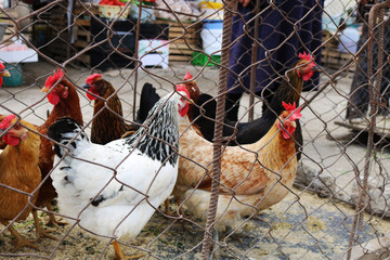 Roosters and hens in the cage for sale at the street market