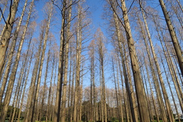 水元公園の春のメタセコイア林