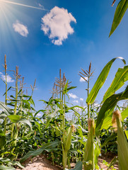 Field with ripening corn in desert.  Close-up image depicts advanced agriculture industry in desert areas of the Middle East