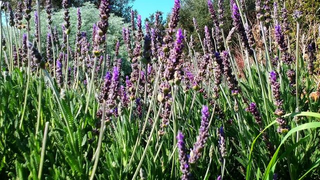Lavender bushes closeup. Gardens with the flourishing lavender. Bees fly among the flowers