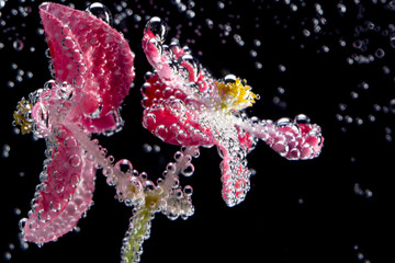 Pink flowers begonias under water