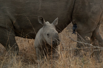 Baby Rhino in the wild