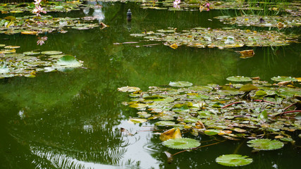 pond with water lilies