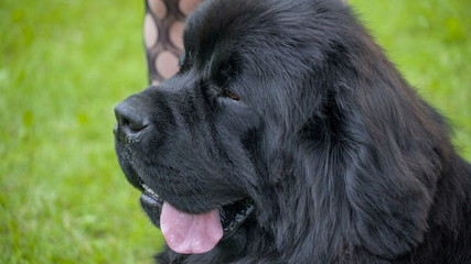 Fototapeta premium 10496_The_closer_look_of_the_head_of_the_Newfoundland.jpg