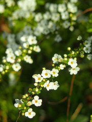 咲き始めた雪柳