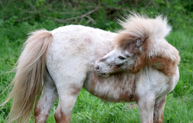 white shetland pony