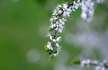 Sloe blossom
