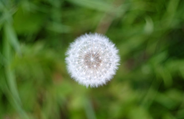 Dandylion seed head
