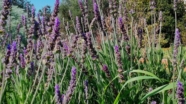 Lavender bushes closeup. Gardens with the flourishing lavender. Bees fly among the flowers