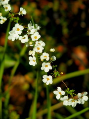 咲き始めた雪柳