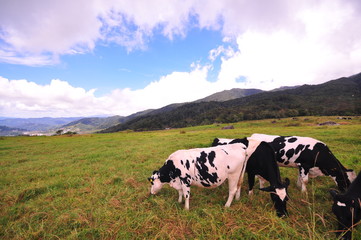 Fototapeta na wymiar Scenery view cattles at Desa Dairy Farm, Kundasang Sabah during beautiful foggy morning - Image