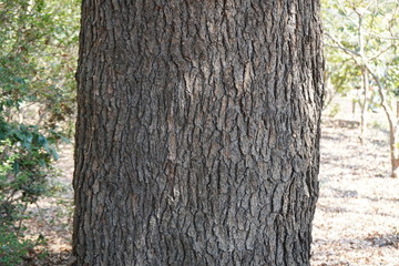 ヒマラヤスギの樹皮