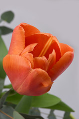 tulip isolated on white background